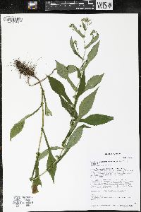 Symphyotrichum prenanthoides image