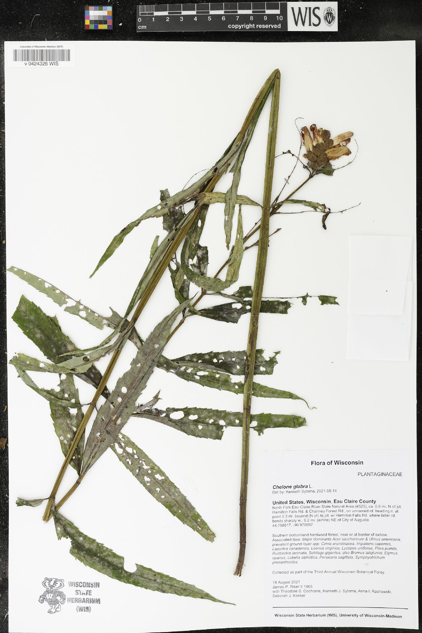 Chelone glabra image
