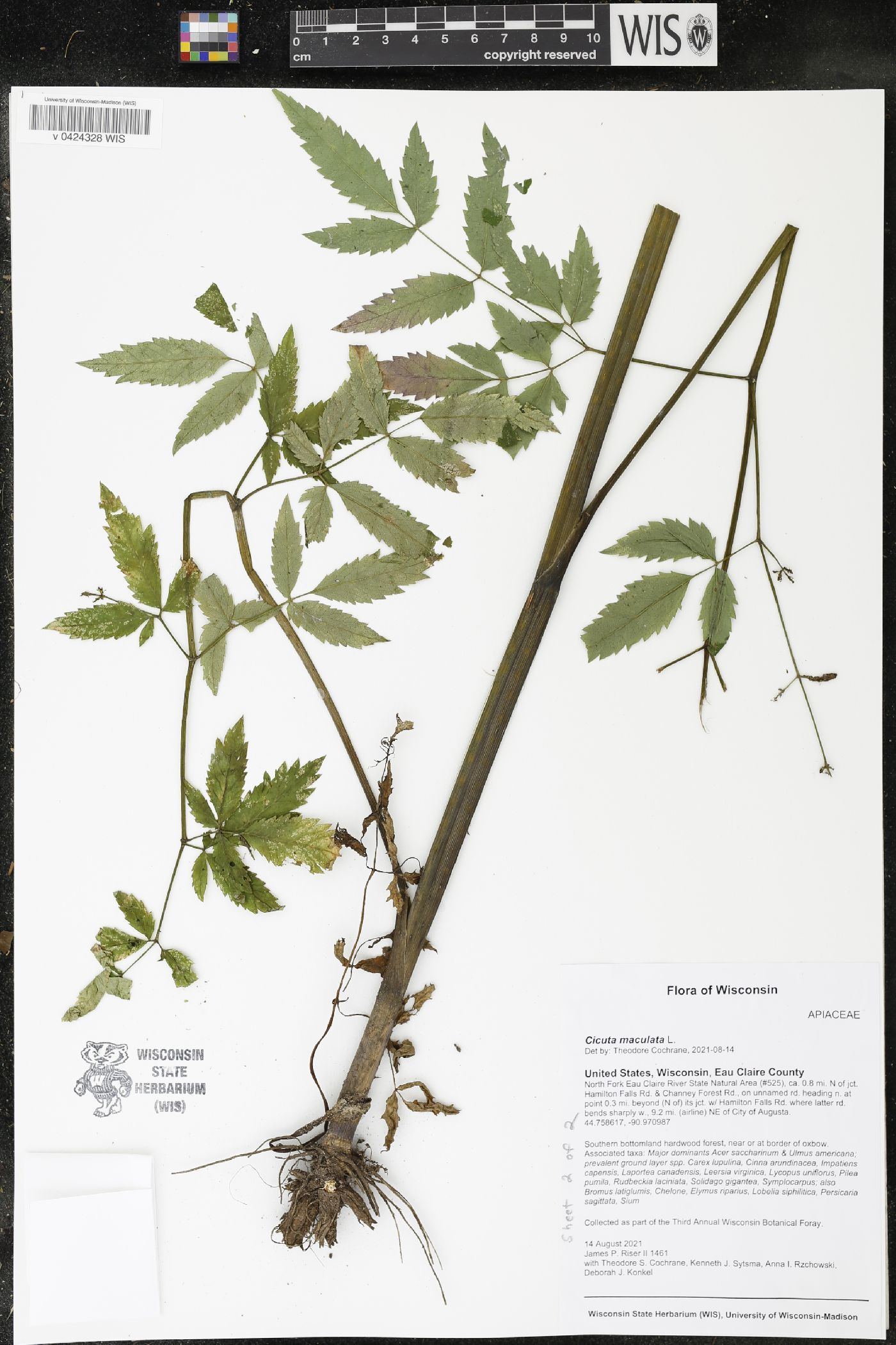 Cicuta maculata image