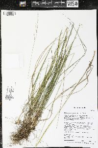 Schizachne purpurascens image