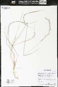 Elymus lanceolatus image