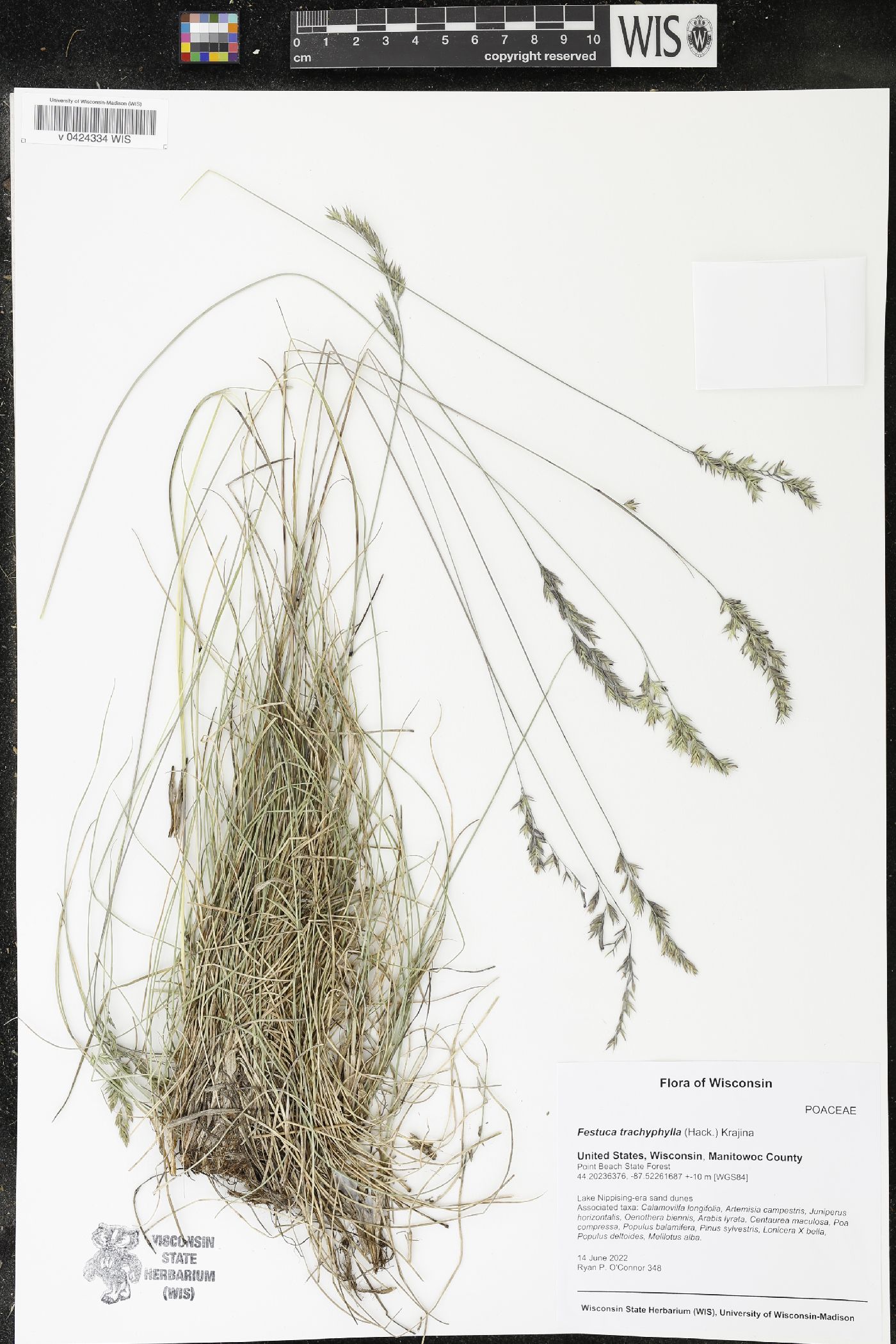 Festuca trachyphylla image