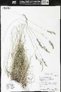 Festuca trachyphylla image