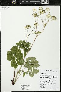 Aralia hispida image