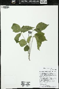 Toxicodendron rydbergii image