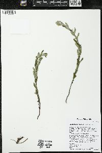 Crocanthemum bicknellii image