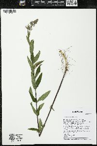 Stachys arenicola image