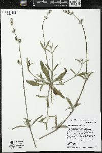 Froelichia gracilis image