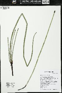 Equisetum × ferrissii image