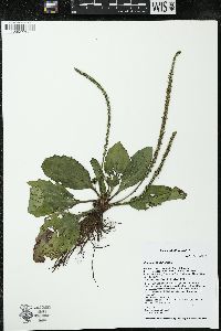 Plantago rugelii image