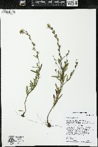 Oenothera perennis image