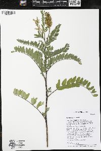 Astragalus canadensis image