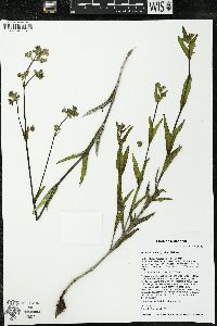 Mirabilis albida image