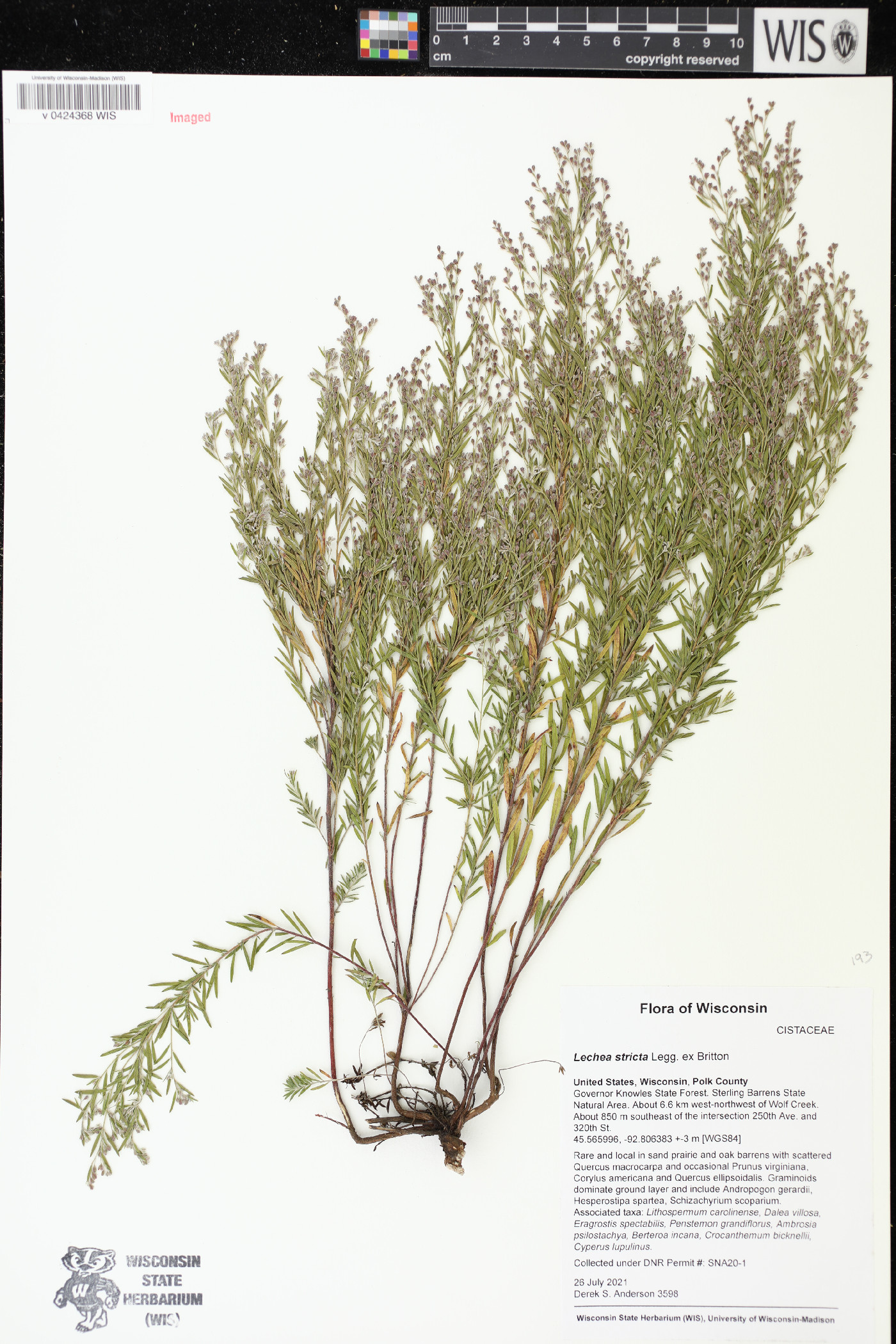 Lechea stricta image