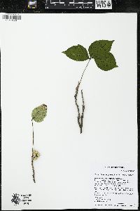 Toxicodendron rydbergii image