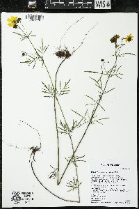 Bidens trichosperma image