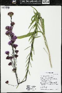 Liatris ligulistylis image