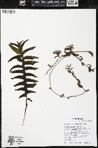 Potamogeton richardsonii image