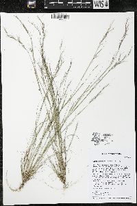 Aristida basiramea image