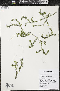 Elodea nuttallii image