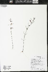 Agalinis paupercula image