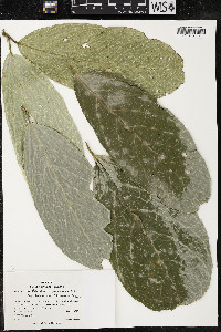 Quararibea funebris image