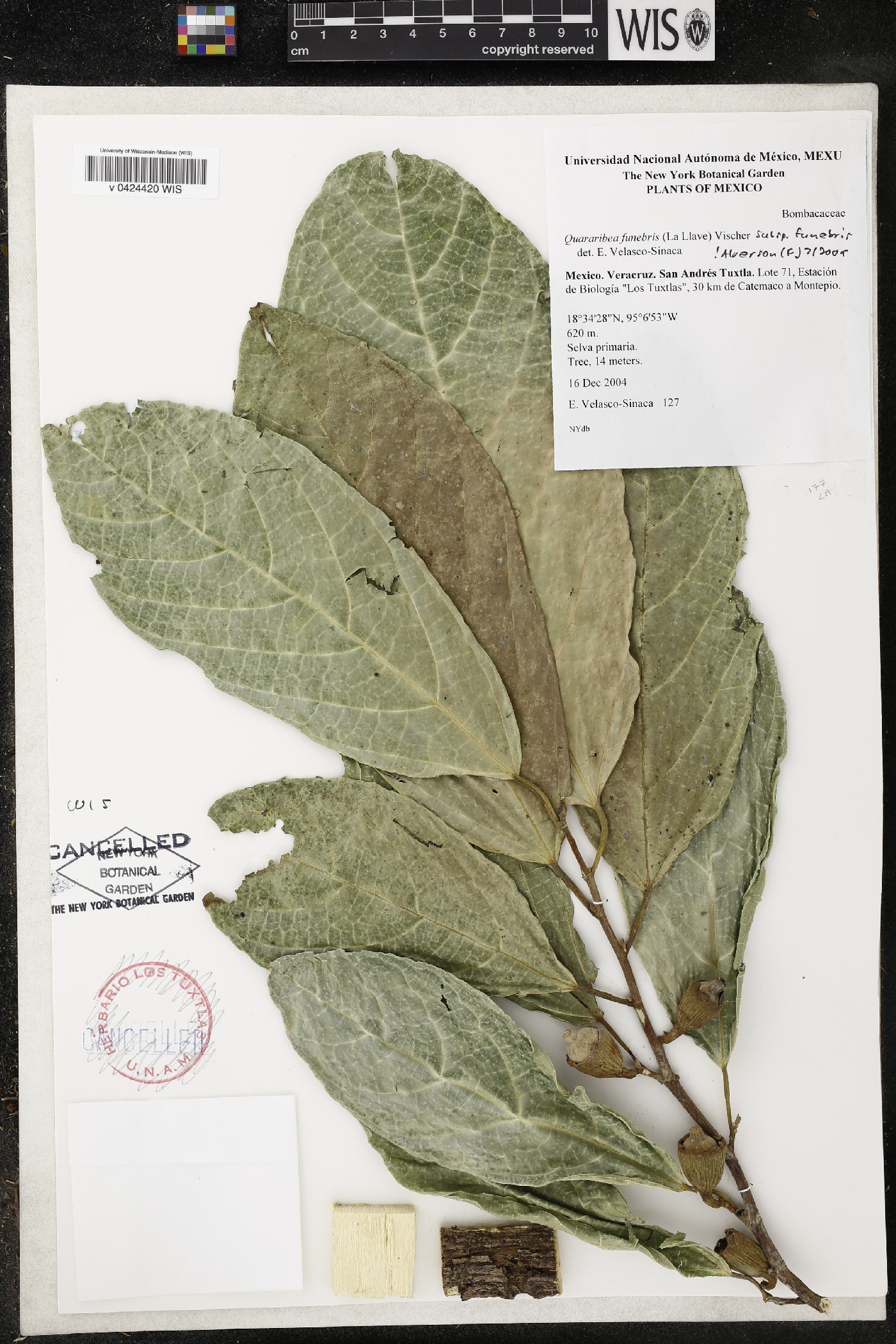 Quararibea funebris image