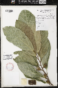 Quararibea funebris image