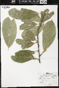 Quararibea funebris subsp. funebris image