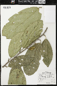 Quararibea funebris image