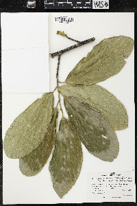 Quararibea funebris subsp. funebris image