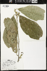 Quararibea funebris subsp. funebris image