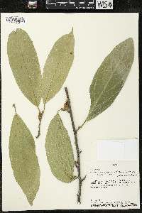Quararibea funebris image