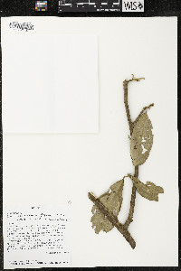 Quararibea funebris subsp. funebris image