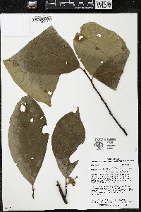 Quararibea wittii image