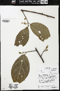 Quararibea wittii image