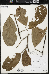 Quararibea wittii image