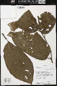 Quararibea wittii image