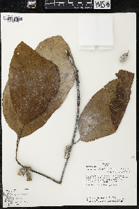 Quararibea wittii image