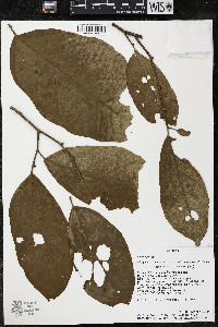 Quararibea wittii image