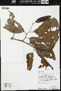 Quararibea wittii image