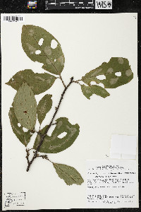 Quararibea wittii image