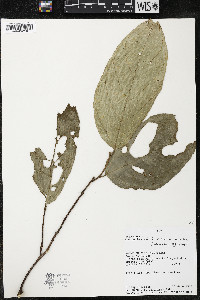 Quararibea wittii image
