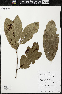 Quararibea wittii image
