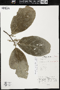 Quararibea wittii image