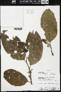 Quararibea wittii image