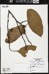 Quararibea wittii image