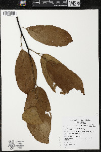 Quararibea wittii image