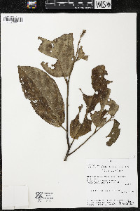 Quararibea wittii image