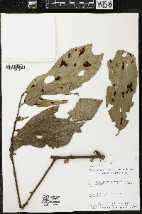 Quararibea wittii image